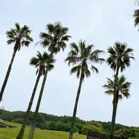 神奈川県立辻堂海浜公園の写真・動画_image_1305728