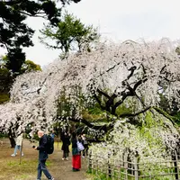 近衛邸跡の枝垂れ桜の写真・動画_image_1317140