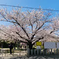 桜井公園の写真・動画_image_1320185