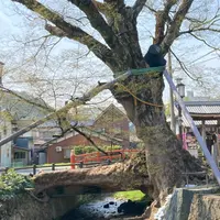 木の根橋の写真・動画_image_1329162