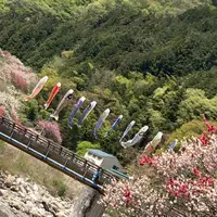 月川温泉の花桃の写真・動画_image_1341681