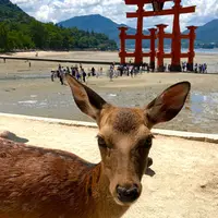 厳島神社の写真・動画_image_1416184
