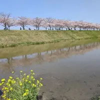 おの桜づつみ回廊の写真・動画_image_1429911