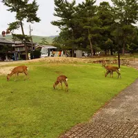 奈良公園の写真・動画_image_149898
