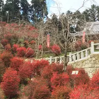 呑山観音寺の写真・動画_image_156795