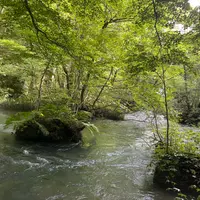 奥入瀬渓流　　の写真・動画_image_1625059