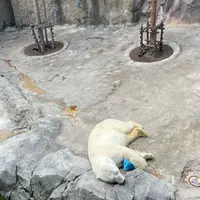 旭山動物園の写真・動画_image_1630019