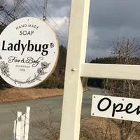 Ladybugの写真・動画_image_164147