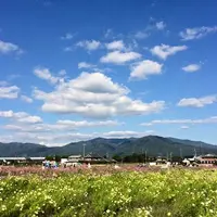 京都丹波／亀岡夢コスモス園の写真・動画_image_165172