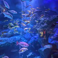 すみだ水族館の写真・動画_image_1673574