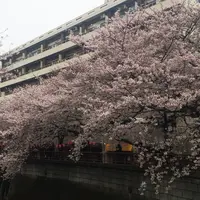 目黒川の桜並木の写真・動画_image_172848
