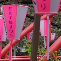 中目黒 桜祭りの写真・動画_image_173928
