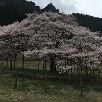 観音桜の写真・動画_image_174324