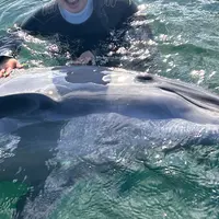 日本ドルフィンセンターの写真・動画_image_1775976