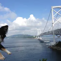 大鳴門橋の写真・動画_image_178000