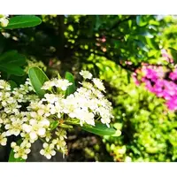 目白庭園の写真・動画_image_178730