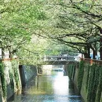 目黒川の写真・動画_image_183675