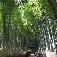 嵐山 竹林の小径の写真・動画_image_190193