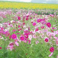 観光農園花ひろばの写真・動画_image_196174