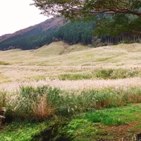 仙石原湿原植物群落の写真・動画_image_200081