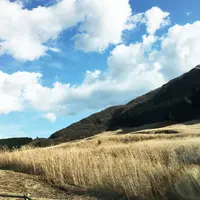 仙石原湿原植物群落の写真・動画_image_209720