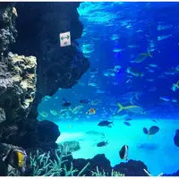 サンシャイン水族館の写真・動画_image_215239