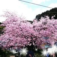河津桜の原木の写真・動画_image_217780