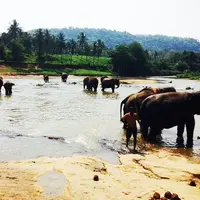 Pinnawala Elephant Orphanageの写真・動画_image_219098