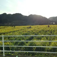 日野の菜の花畑の写真・動画_image_219792
