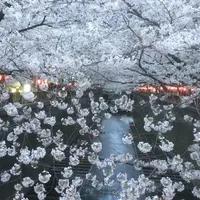 目黒川の桜並木の写真・動画_image_227180