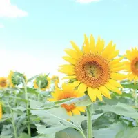 那珂総合公園の写真・動画_image_227756