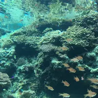 沖縄美ら海水族館の写真・動画_image_229567