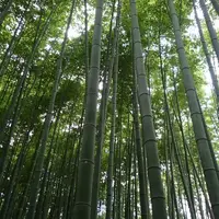 嵐山 竹林の小径の写真・動画_image_236206