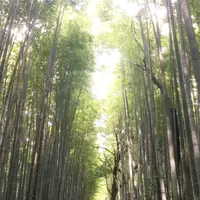 嵐山 竹林の小径の写真・動画_image_246299