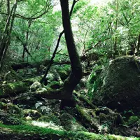 屋久島自然休養林（ヤクスギランド）の写真・動画_image_258418