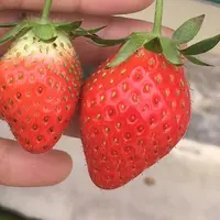 原田農園の写真・動画_image_283372