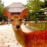 奈良公園の写真・動画_image_293302