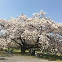 小石川植物園の写真・動画_image_307686