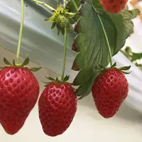 原田農園の写真・動画_image_307944