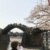 錦帯橋の写真・動画_image_308997