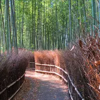 嵐山 竹林の小径の写真・動画_image_318636