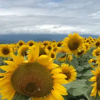 明野のひまわり畑の写真・動画_image_319407