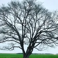 ハルニレの木の写真・動画_image_322174