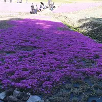 花のじゅうたんの写真・動画_image_325123