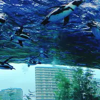 サンシャイン水族館の写真・動画_image_339401