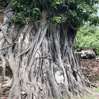 Wat Mahathat（ワット・マハタート）の写真・動画_image_407412