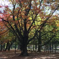 円山公園の写真・動画_image_449357