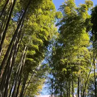 嵐山 竹林の小径の写真・動画_image_449480