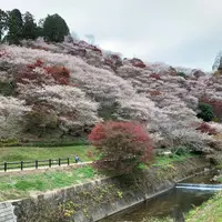 川見四季桜の里の写真・動画_image_462167