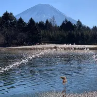 富士本栖湖リゾートの写真・動画_image_479115